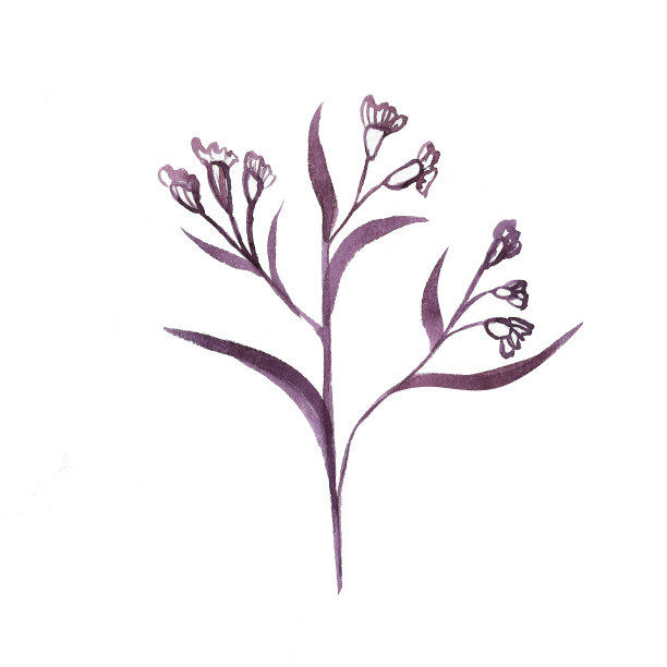 水彩树枝与叶和花图片下载