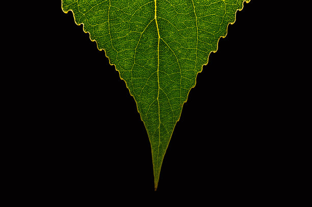 黑色背景上的绿叶图片下载