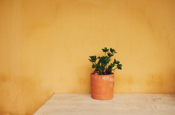 这不是没有植物的家图片下载