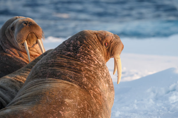 海象和海象图片下载