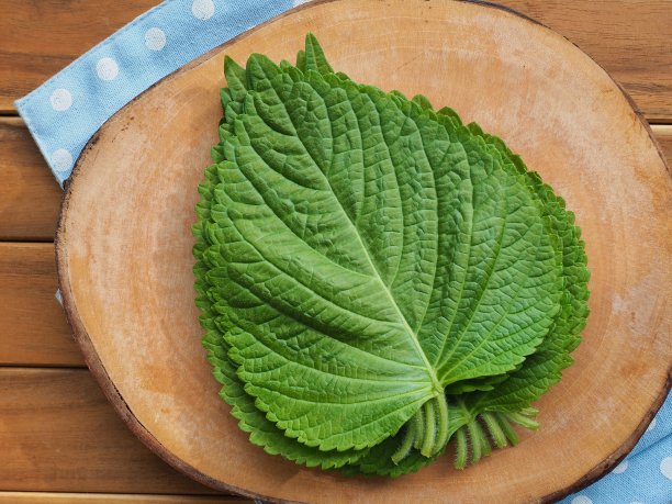 韩国新鲜有机芝麻叶图片下载