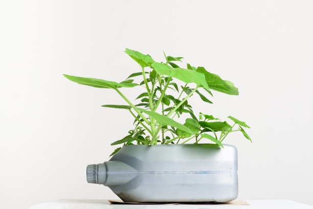 加仑油罐容器DIY种植蔬菜图片下载