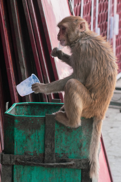 一只猴子在吃垃圾和有害塑料垃圾的食物图片下载