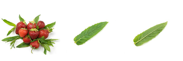 草莓和薄荷在白色的背景图片下载