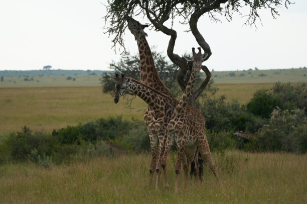长颈鹿双胞胎和妈妈。非洲长颈鹿狩猎大五非洲图片下载