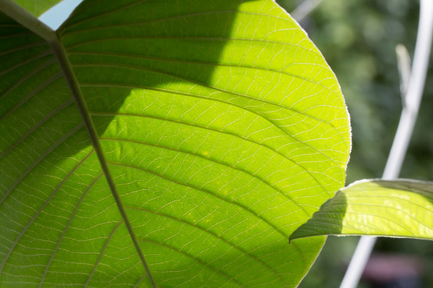 一些图片的特写图案或纤维在绿色的叶子，明亮和美丽的性质。这幅画有些清晰。图片下载