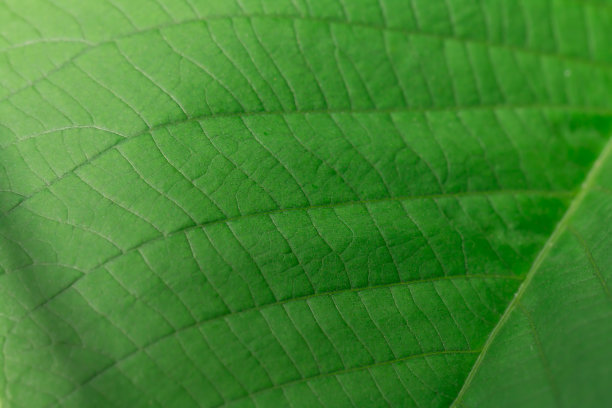 一些图片的特写图案或纤维在绿色的叶子，明亮和美丽的性质。这幅画有些清晰。图片下载