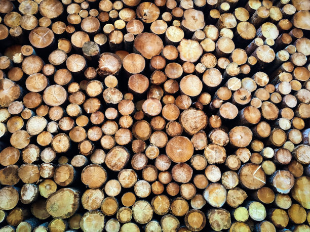 全框架砍伐树木可持续资源木材工业图片下载