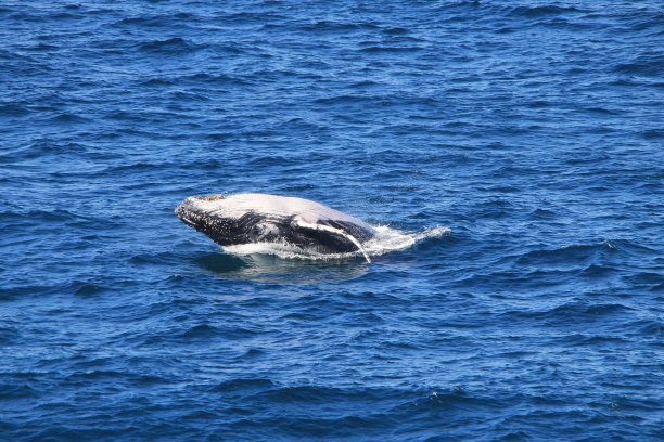 座头鲸图片下载