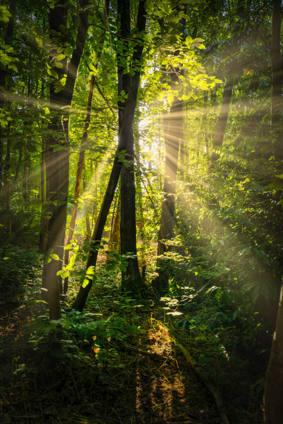 树的阳光图片下载