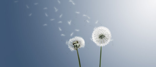 蓝天上的蒲公英花，羽毛飞舞。图片下载