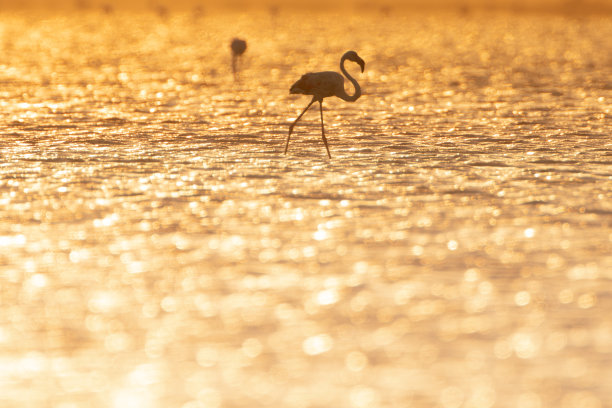火烈鸟在湖图片下载