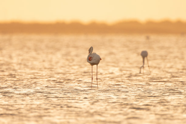 火烈鸟在湖图片下载
