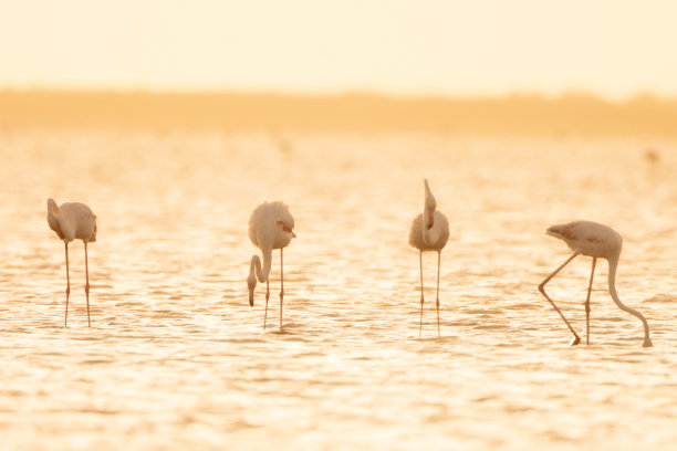 火烈鸟在湖图片下载