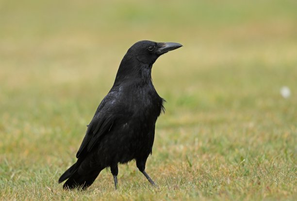 吃腐肉的乌鸦图片下载