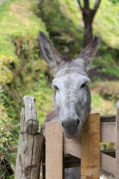 驴子在篱笆外张望图片下载