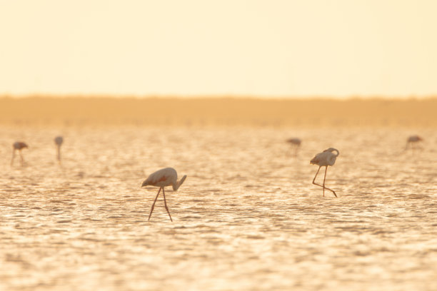火烈鸟在湖图片下载