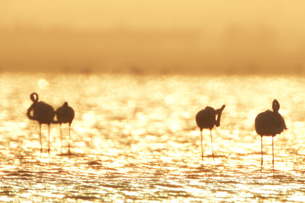 火烈鸟在湖图片下载