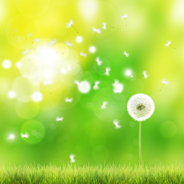 蓝天上的蒲公英花，羽毛飞舞。图片下载