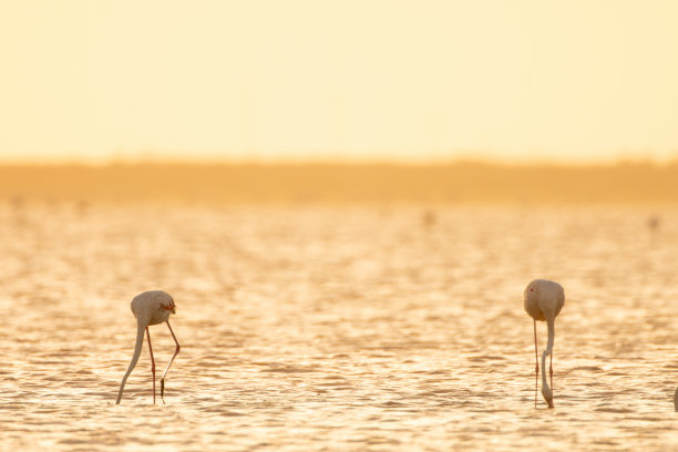 火烈鸟在湖图片下载