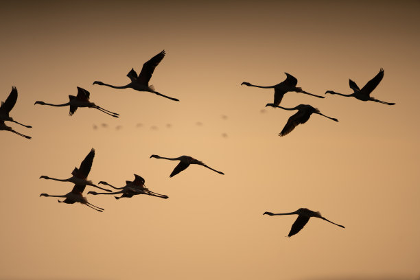 火烈鸟飞图片下载