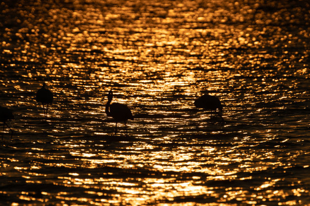 火烈鸟在湖图片下载