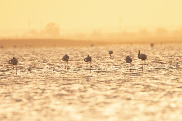 火烈鸟在湖图片下载