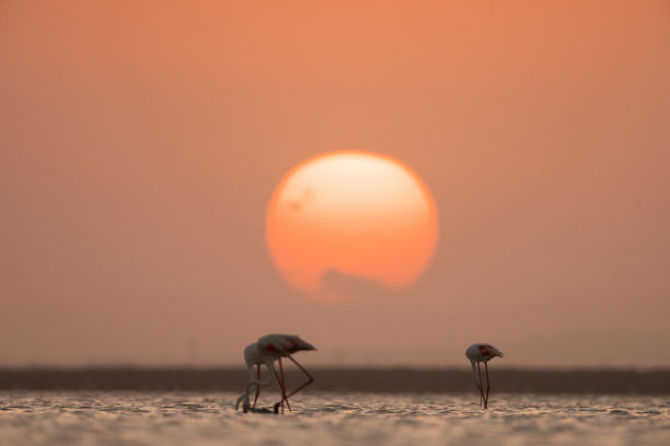 火烈鸟在湖图片下载