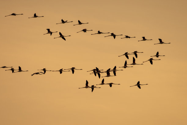 火烈鸟飞图片下载