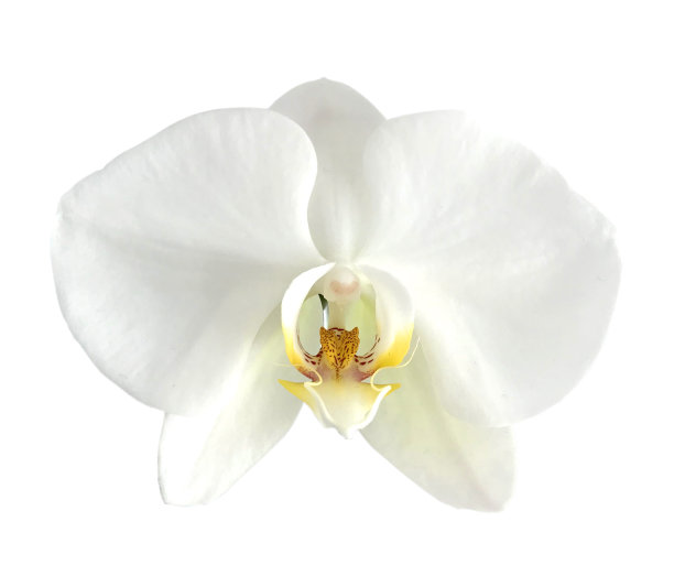 白色的兰花图片下载