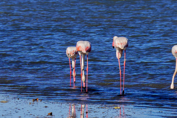 火烈鸟图片下载
