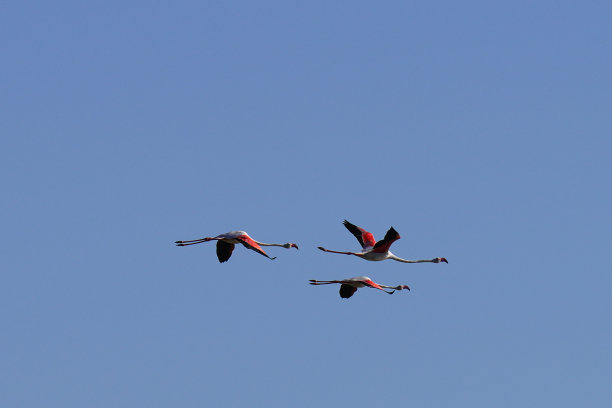 火烈鸟图片下载