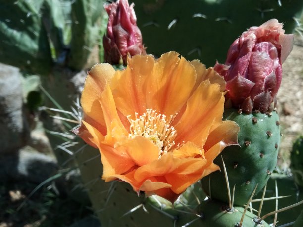 仙人掌的花图片下载