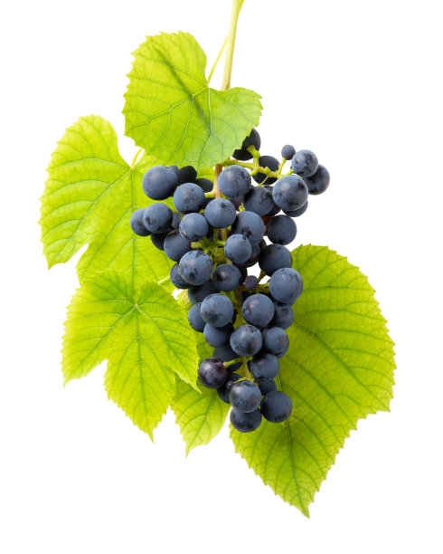 一簇蓝色葡萄，叶子孤立在白色背景上。特写镜头。图片下载