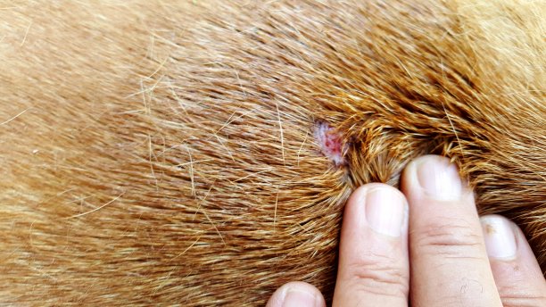 阿姆斯塔夫皮肤上的伤口图片下载