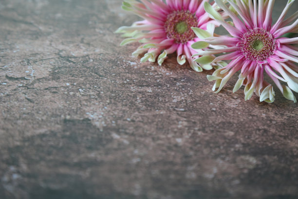 大理石图案背景中的德兰士瓦雏菊图片下载