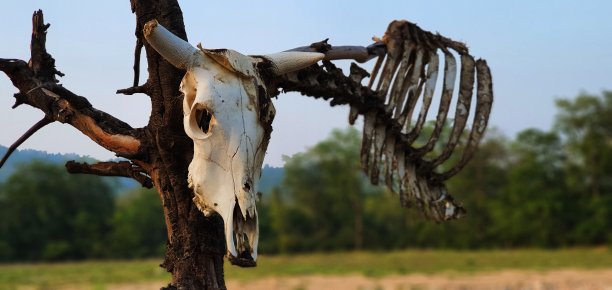骨架的牛图片下载