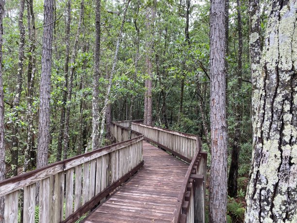 林中小径图片下载