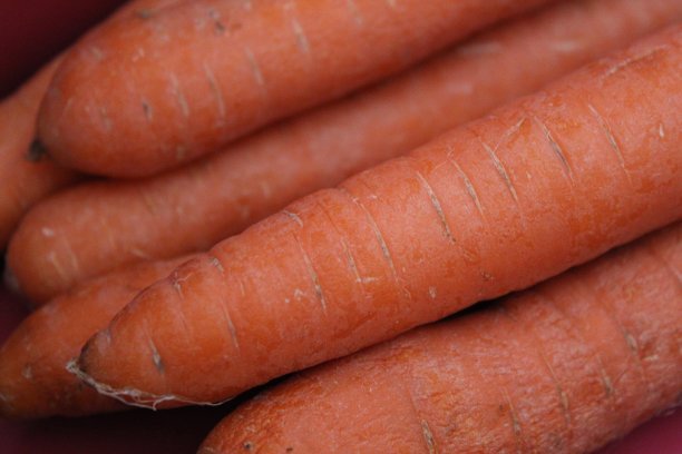 胡萝卜图片下载