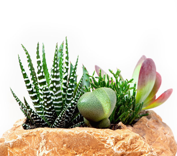 各种多肉植物在一个盆中特写在一个白色的背景。图片下载