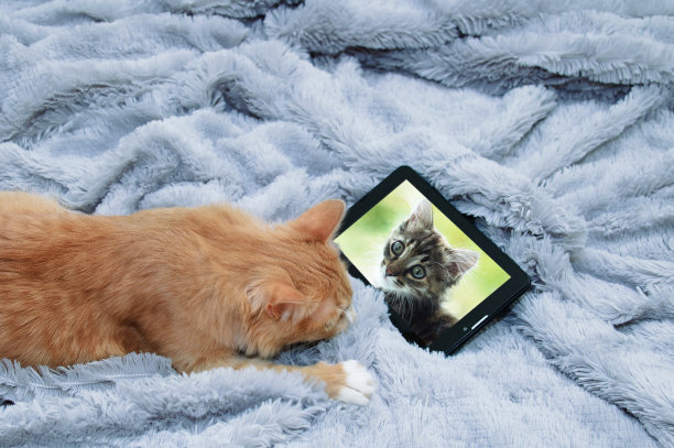 躺在毛皮灰色床单上的平板电脑上，红猫咪的特写镜头通过信使传递信息。图片下载