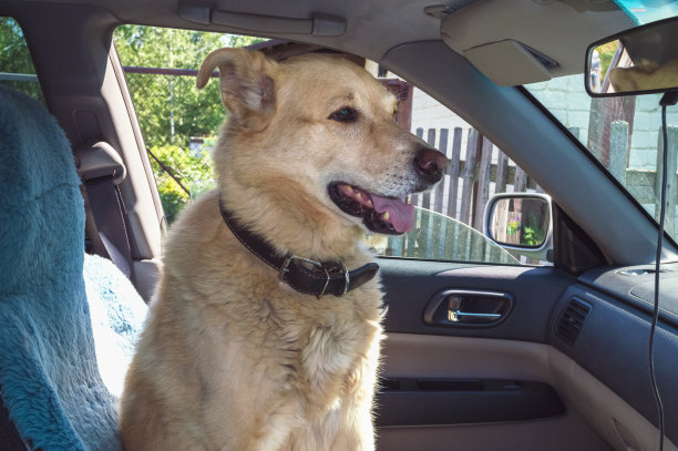 狗在车里旅行，坐在乘客的座位上图片下载