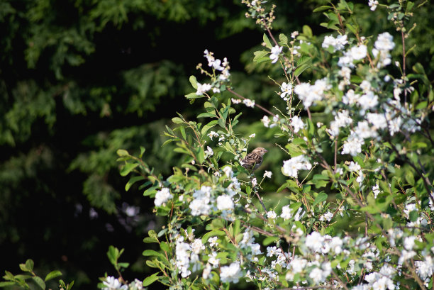 麻雀在白色的花风景图片下载