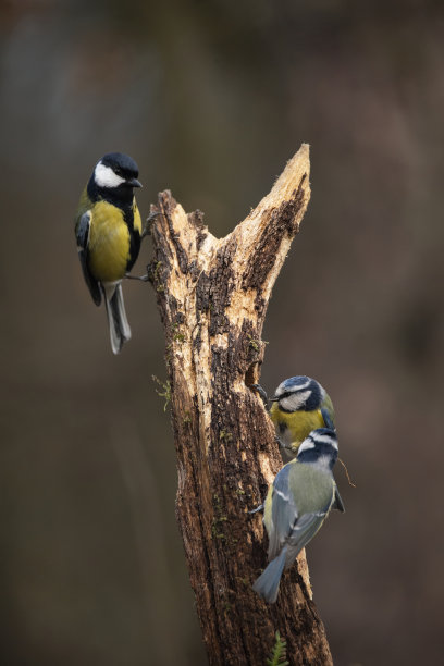 春天的阳光和雨水在花园里的枝上的蓝山雀图片图片下载