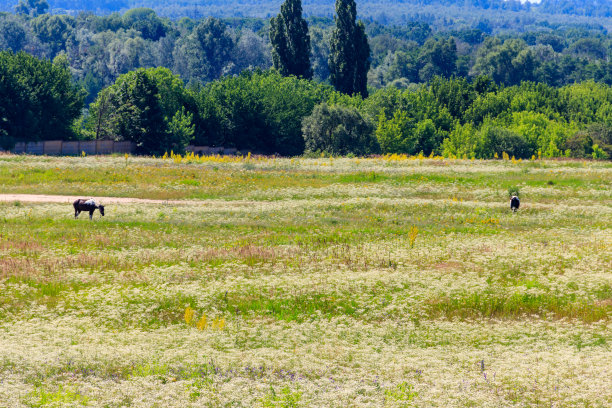 在宽阔的绿色草地上吃草的马图片下载