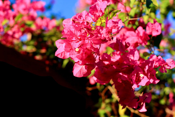 近紫红色九重葛盛开的灌木粉红色的花。夏季地中海景观概念。副本的空间。图片下载