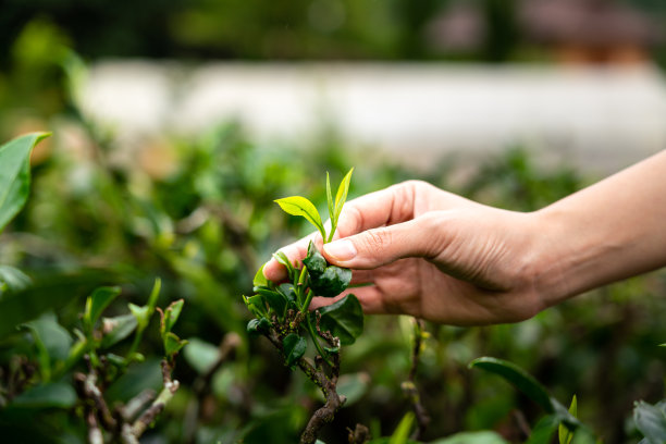 种植绿茶。素材图片