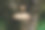 在树林里的一棵树上，白色的小蘑菇像个火药桶。图片下载
