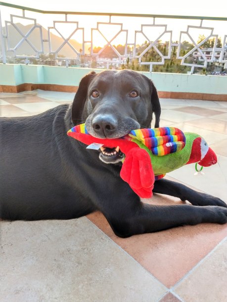 Denzo先生图片下载