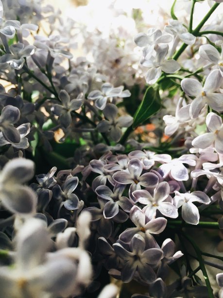 紫丁香详细图片，宏观，春天开花的植物。紫丁香花作背景。鲜花的背景。春季和夏季概念。图片下载